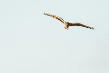Fototapeten Steppekiekendief, Pallid Harrier, Circus macrourus © AGAMI
