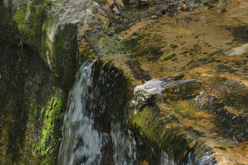 滝の上で下を覗いているハクセキレイの若鳥。