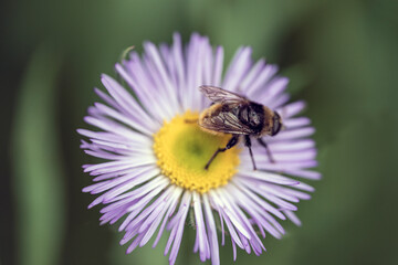 bumblebee on a flower, nacka, sverige,stockholm, sweden, summer