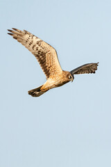 Obraz premium Steppekiekendief, Pallid Harrier, Circus macrourus