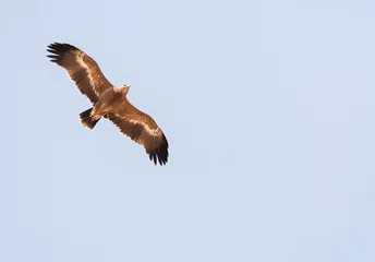 Fototapeten Steppearend, Steppe Eagle, Aquila nipalensis © AGAMI