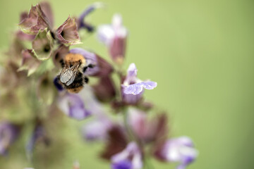 bee on flower, nacka, sverige,stockholm, sweden, summer