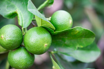 Green lemon have vitamin C