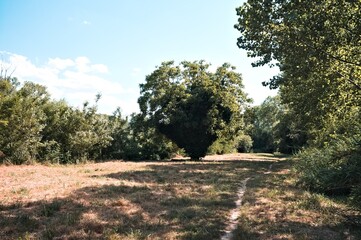 A tree with a large frond isolated in the clearing (Marche, Italy, Europe)