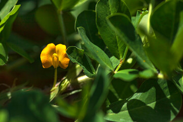 Yellow flower of peanut nut closeup on a blurred floral background. Selective focus