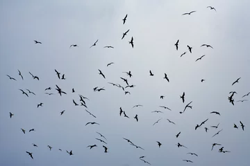 Fotobehang Ascensionfregatvogel, Ascension Frigatebird, Fregata aquila © AGAMI
