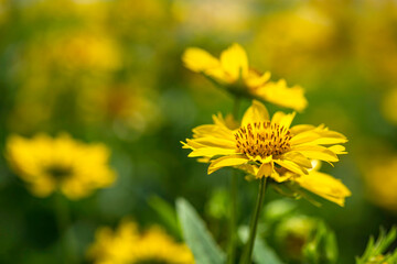 Yellow flowers closeup on a blurred floral background. Selective focus