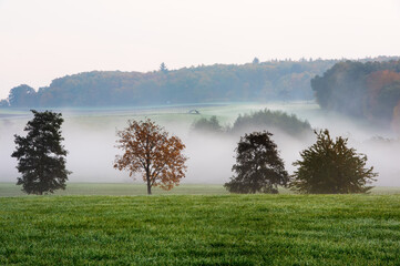 Fototapeta na wymiar verschiedene Bäume in der Reihe im Nebel