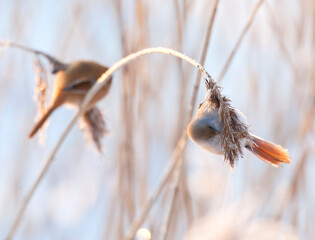 Baardman, Bearded Tit, Panurus biarmicus