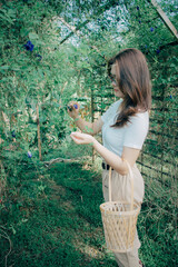 Beautiful Asian woman wearing glasses and a white shirt holding a wicker basket standing in the garden picking Clitoria ternatea or Fresh Butterfly pea flower in the morning.