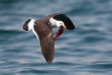 Simeons Meeuw, Belcher's Gull, Larus belcheri