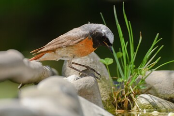 Common Redstart (Phoenicurus phoenicurus), male on stones with grass at a bird watering hole. Moravia. Europe.