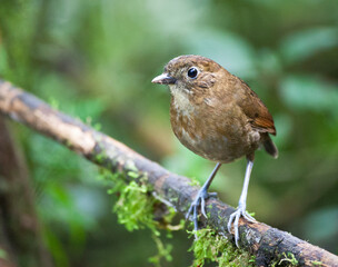 Caldasmierpitta, Brown-banded Antpitta, Grallaria milleri