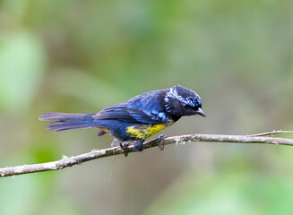 Zilverbrauwbergtangare, Buff-breasted Mountain-Tanager, Dubusia taeniata