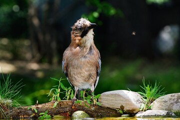 Jay with a willow stick near the stones with grass at a bird watering hole. Moravia. Europe. 