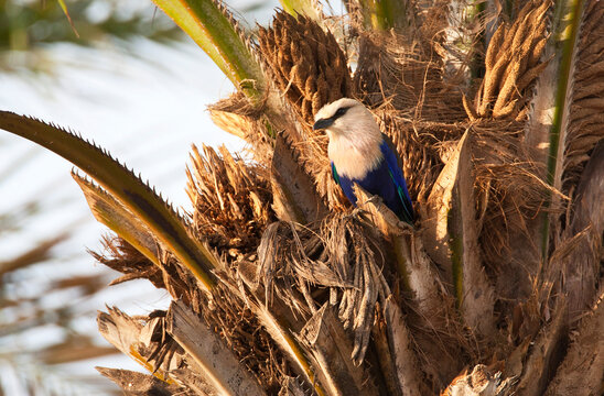 Blauwbuikscharrelaar; Blue-bellied Roller; Coracias cyanogaster