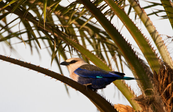 Blauwbuikscharrelaar; Blue-bellied Roller; Coracias cyanogaster