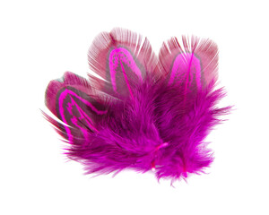 Elegant pink pheasant feather isolated on the white background