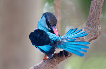 Teugelijsvogel, Blue-breasted Kingfisher, Halcyon malimbica