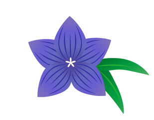 桔梗の花のベクターイラスト　キキョウ