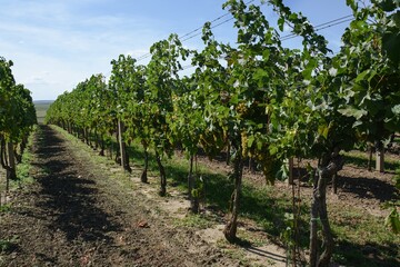 Fototapeta na wymiar Rows of vines with grapes of wine. South Moravia. Europe. 