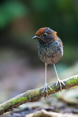 Tweekleurige Mierpitta, Bicolored Antpitta, Grallaria rufocinerea