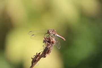 Portrait of a dragonfly that sits on the grass 