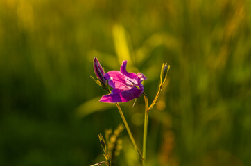 Sunset in the meadow