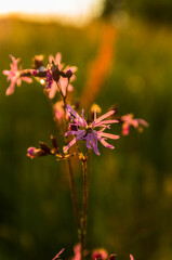 Sunset in the meadow