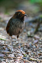 Tweekleurige Mierpitta, Bicolored Antpitta, Grallaria rufocinerea