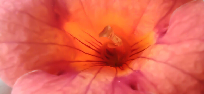 Flower bud. Red flower. In the center of the flower is the gynoecium - macro photography. - Powered by Adobe