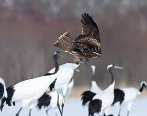 Fototapeten Zwartoorwouw, Black-eared Kite, Milvus lineatus © AGAMI