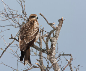 Zwartoorwouw, Black-eared Kite, Milvus lineatus