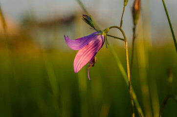 Sunset in the meadow, spider in the pink flower