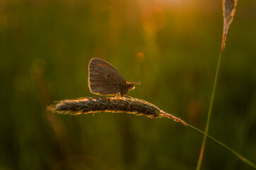 Butterfly on the grass during sunset