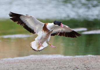 Bergeend, Common Shelduck, Tadorna tadorna