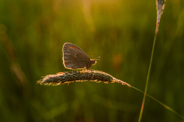 Butterfly on the grass during sunset