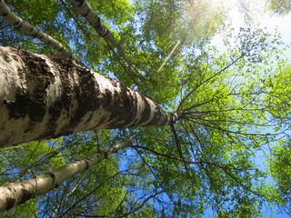Fototapeta premium Berkenbos; Birch forest at Old Peak, Hebei, China