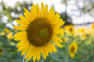 Obraz premium Sunflower
