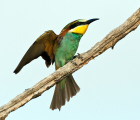 Bijeneter, European Bee-eater, Merops apiaster