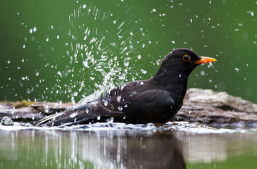 Merel, Eurasian Blackbird, Turdus merula