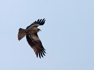 Zwartoorwouw, Black-eared Kite, Milvus lineatus