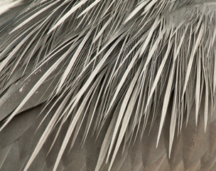 Obraz premium Blauwe Reiger, Grey Heron, Ardea cinerea