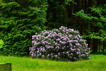 Obraz premium Azalea, rhododendron. Various colorus of blooming flowers attract insects