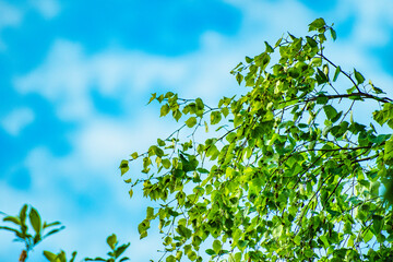 Branches of trees in bright, green leaves against a blue sky with clouds.
