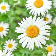 Fototapeta premium Chamomile flowers as summer background.