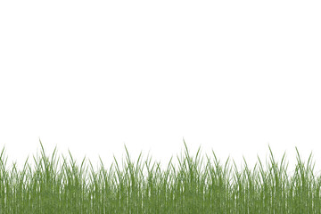 Fototapeta na wymiar Green fresh grass isolated on white background