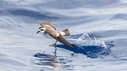 Bont Stormvogeltje, White-faced Storm-Petrel, Pelagodroma marina © AGAMI