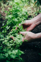 Male gardener treats a garden bed with parsley, growing greenery in the garden