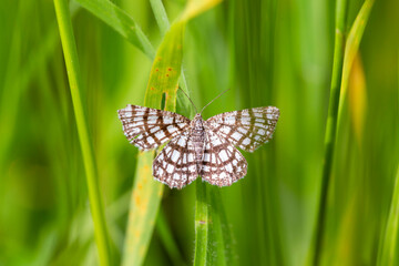 The latticed heath (Chiasmia clathrata) is a moth of the family Geometridae. Close up on the beautiful checkered colors of Latticed Heath, Chiasmia clathrata on a green background - obrazy, fototapety, plakaty